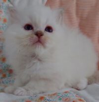 Felix of True Soul